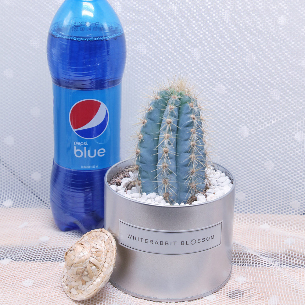 稀有仙人掌_稀有魔幻蓝天ins铁罐蓝色仙人掌蓝柱蓝天柱盆栽多肉沙漠
