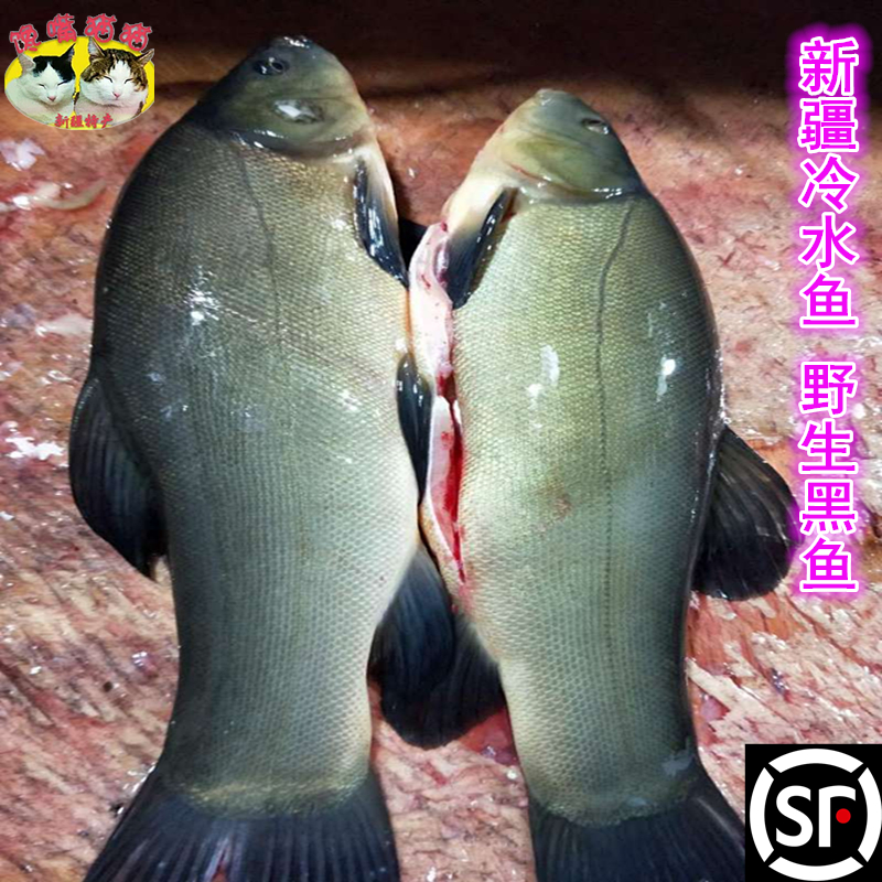新疆阿勒泰福海野生冷水鱼东方鳊欧 新鲜鳊鱼 野生稀有生鲜鱼