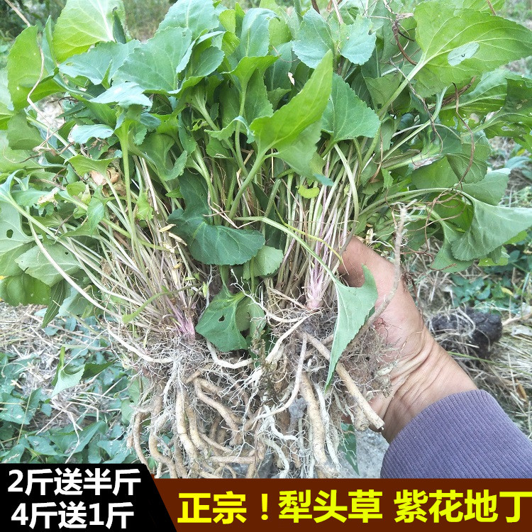 新鲜苎麻根 500g 苎麻头苎麻野生山麻家麻青麻圆麻子母根止血安胎