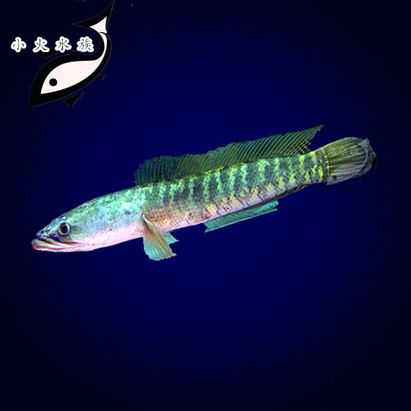 稀有观赏鱼_黄金虎斑雷龙鱼 稀有野生品种 观赏鱼 活体优惠券