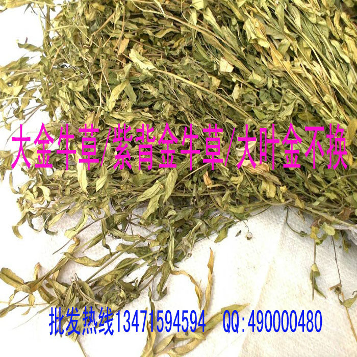 热销大金野_野生大金牛草中草药大叶金不换草紫背金牛草疳积草金牛