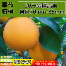 【奉节福本脐橙】_奉节福本脐橙图片