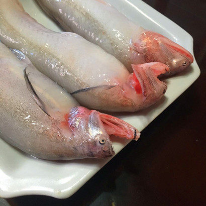 豆腐鱼海鲜_宁波石浦海鲜 九肚鱼 新鲜豆腐鱼海鲜龙头鱼海鱼生鲜当天