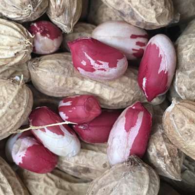 新五彩水果花生七彩富硒野地黑红带壳原味生花生种子零食坚果500g