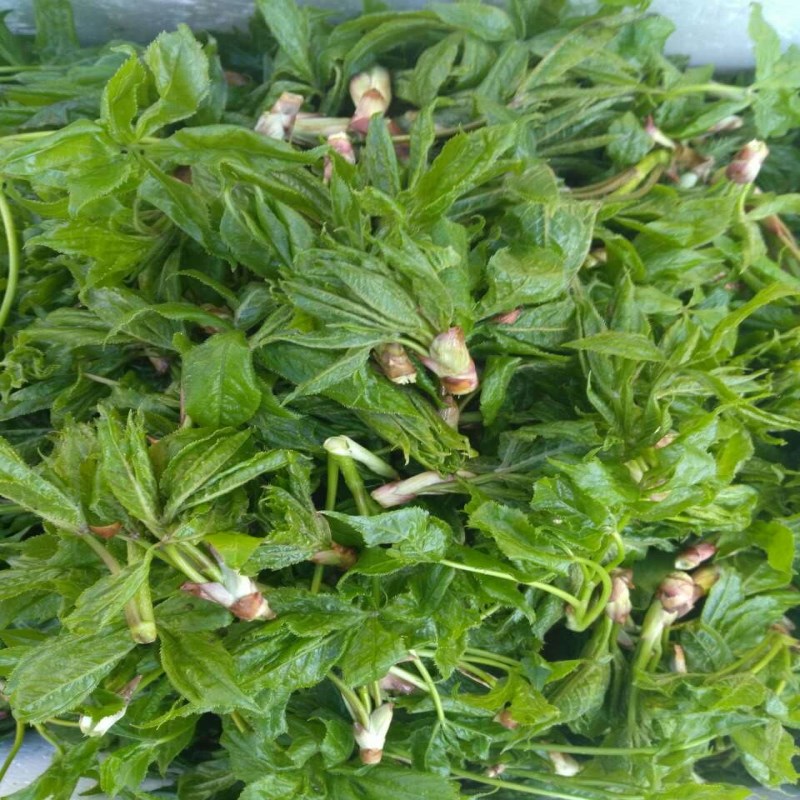 新鲜刺五加芽东北特产野生山野菜 新鲜刺果棒芽500克2份包邮