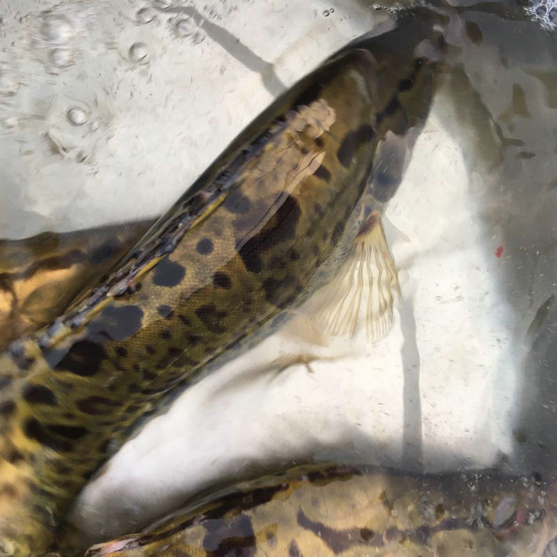 苏北淡水河纯天然鳜鱼正宗野生桂鱼新鲜活季花鱼桂花鱼活体鳌花鱼
