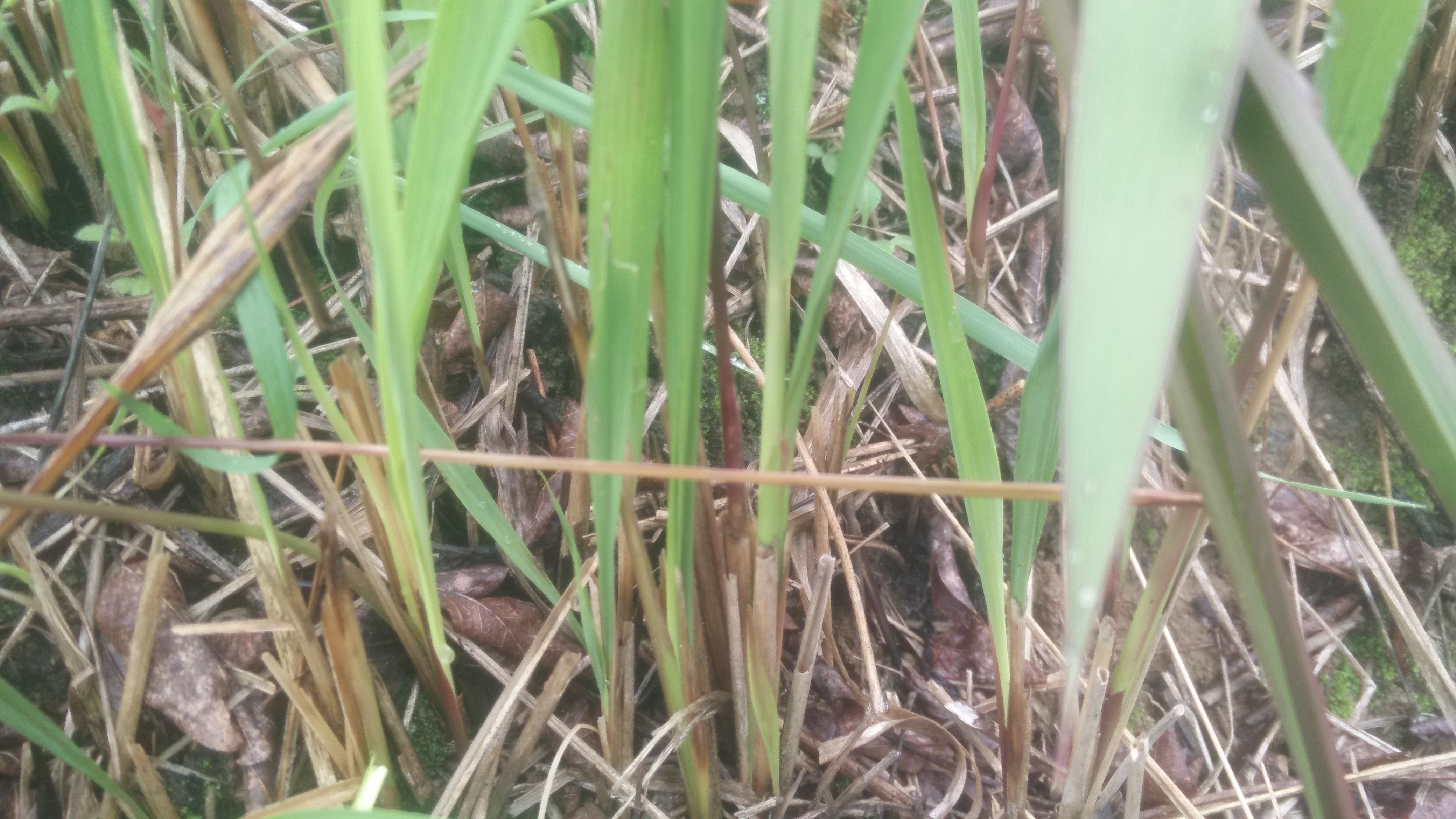 2018三月新鲜茅针嫩茅草苗根谷荻毛针尖儿时最开心的回忆300g