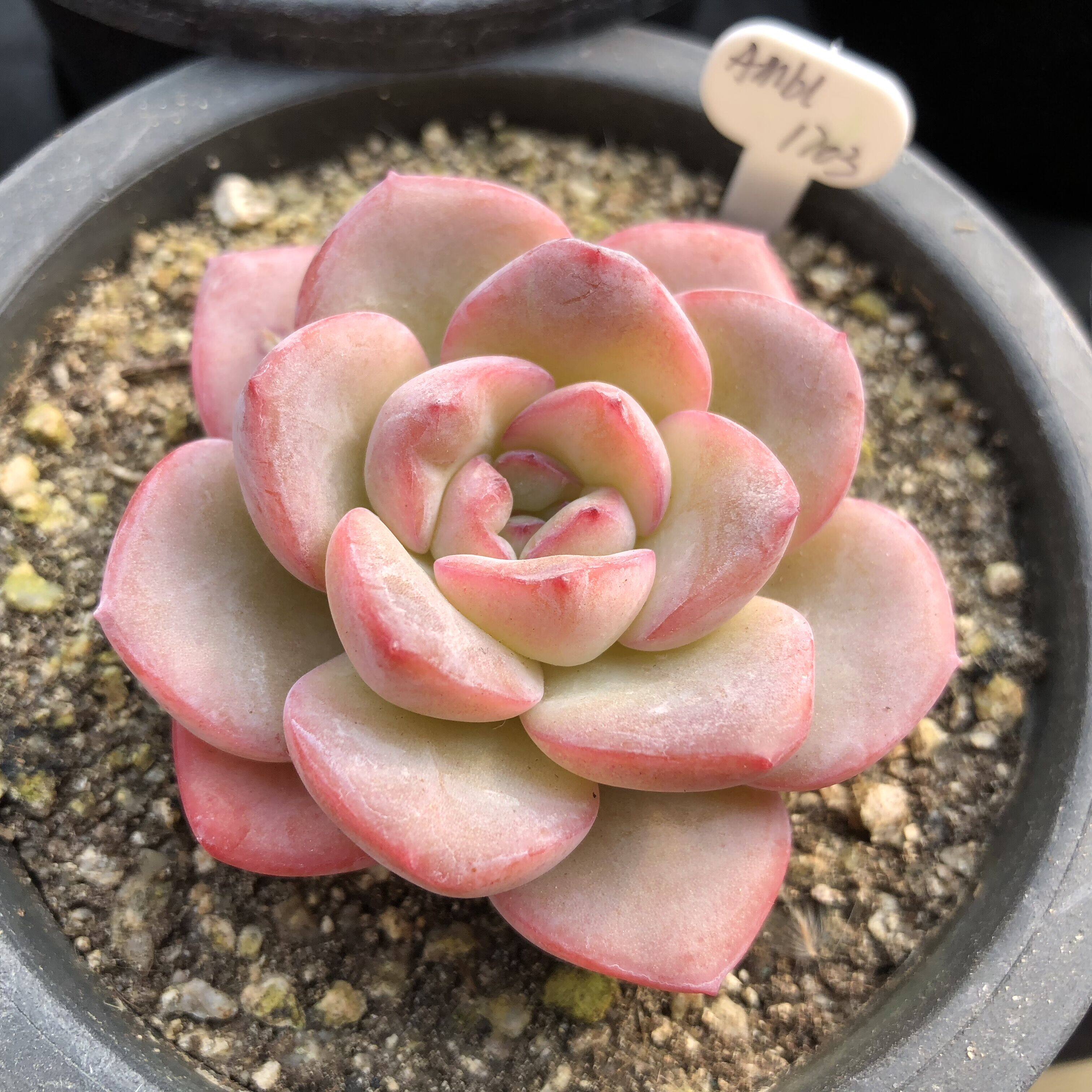 翌多肉韩国进口阿玛贝拉多肉植物肉肉一物一拍1月27日到货约6cm