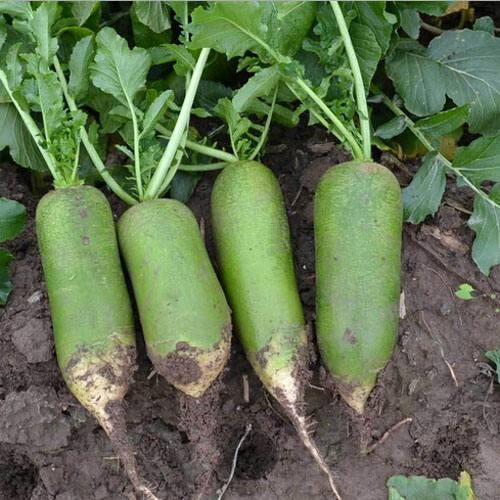 热销水果青萝卜