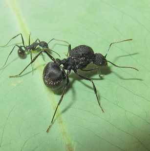 schurri 舒尔盘腹蚁(aphaenogaster