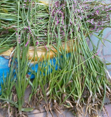 正品野生盘龙参/鲤鱼草/九龙蛇/绶草/镰刀草/海珠草 干品