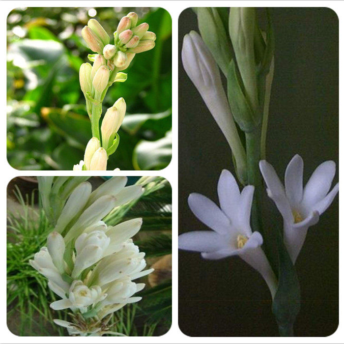 查看淘宝盆栽绿植开花植物晚香玉种根大花重瓣品种,又名夜来香月下香