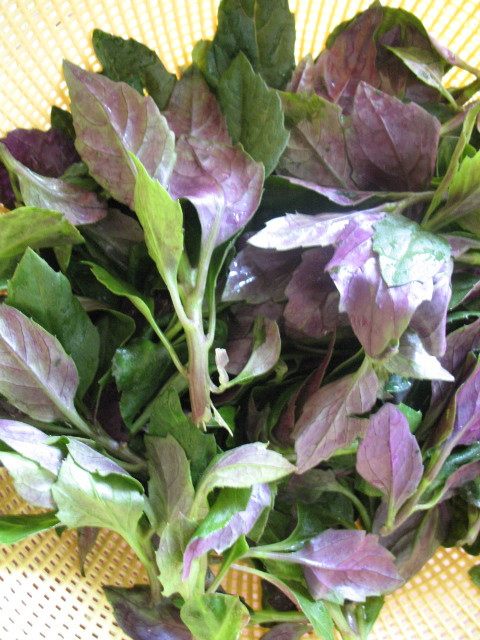 有机蔬菜 新鲜_东升农场 有机紫贝菜 青菜 广州供港蔬菜新鲜配送200g