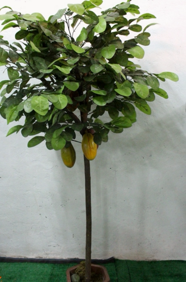 仿真可可树 果树 定制绿植物大型落地盆景 园艺庭院装饰可可树