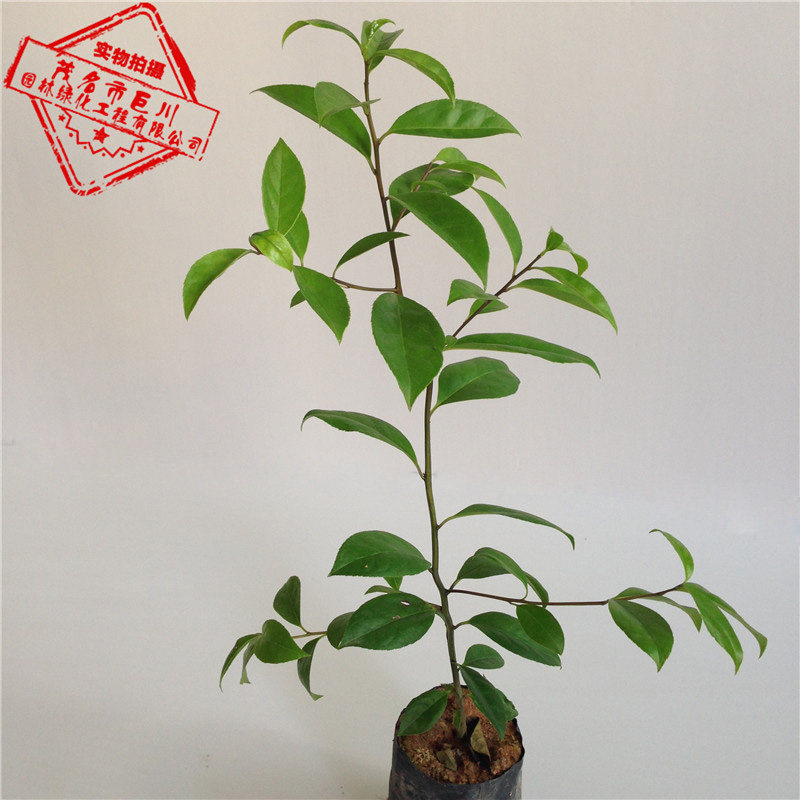 40公分 救必应树苗正宗白银树 铁冬青 山熊胆 白银木树苗大叶冬青
