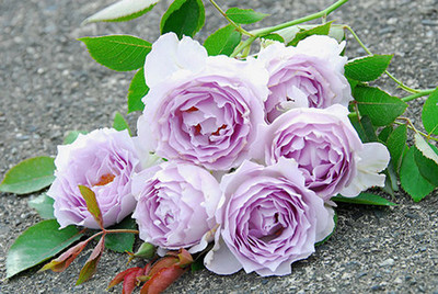 【水灵花园】天堂系列 路西法 光之天使 淡紫色