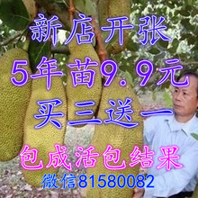 【南方北方种植 四季菠萝蜜树苗】_南方北方种