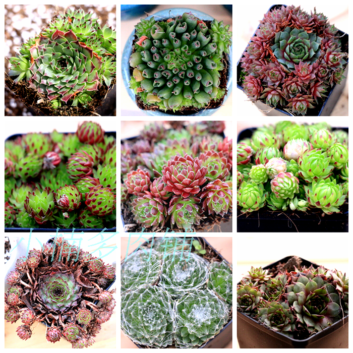 冰雪下能露养的长生草,多冷都不怕的多肉