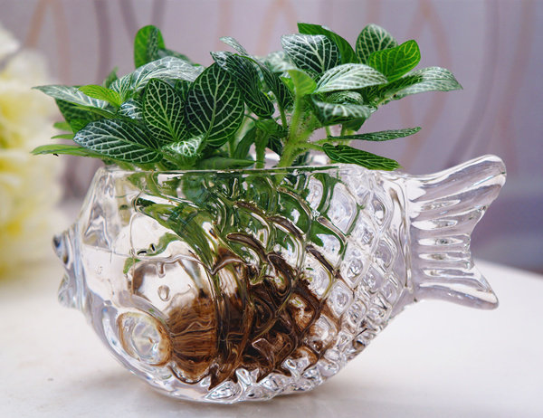 水生植物玻璃瓶