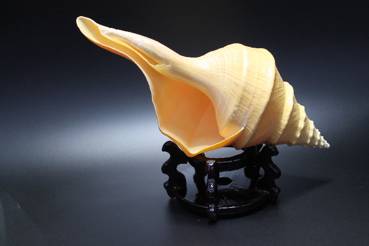 鱼缸天然造景饰品金口蛙螺贝壳摆件装摆件创意居家超大水族海螺