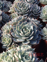 【雪域多肉一】_雪域多肉一图片