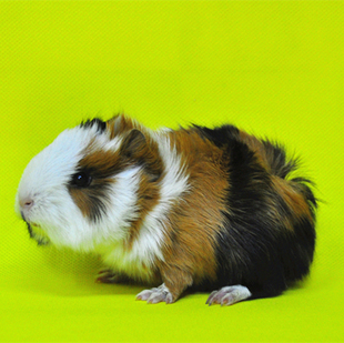 家养小体型宠物三花色荷兰猪活体 豚鼠宝宝 短顺毛豚鼠短毛荷兰狗