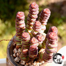 【钱串锦 多肉】_钱串锦 多肉图片