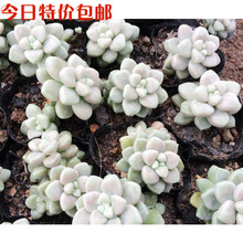 【丸叶姬秋丽批发】_丸叶姬秋丽批发图片