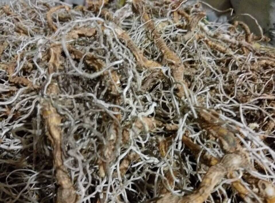 新鲜野生中药材山蜈蚣 入地蜈蚣 倒地蜈蚣 蜈蚣草 倒麒麟 地蜈蚣