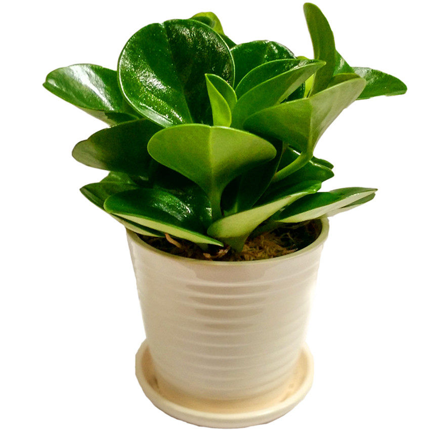 豆瓣绿小型迷你植物碧玉花卉绿植办公室桌面净化空气盆栽可水培