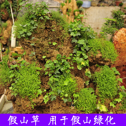 热销假山草_假山草种子盆景草种子 种在假山上的草多年生用于盆栽牧草