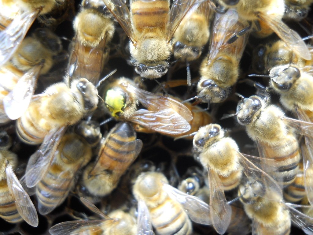 喀润佳品_金喀种蜂王 蜂王 意蜂种王 蜜型王 开产王 产卵蜂王种王蜂王