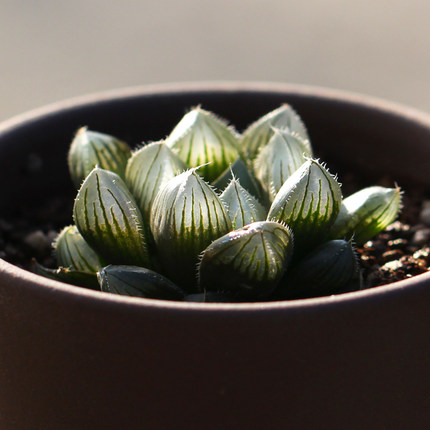 丸贝 多肉植物红岩玉露 十二卷12类组培苗未驯化品种保障_7折现价6.