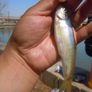 黑龙江乌苏里江东北特产抚远县特产纯江野生鱼新鲜板黄鱼3斤起拍