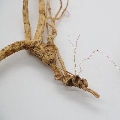 林下籽林下撒籽人参残枝17年效果等同延吉国检二等野山参10克