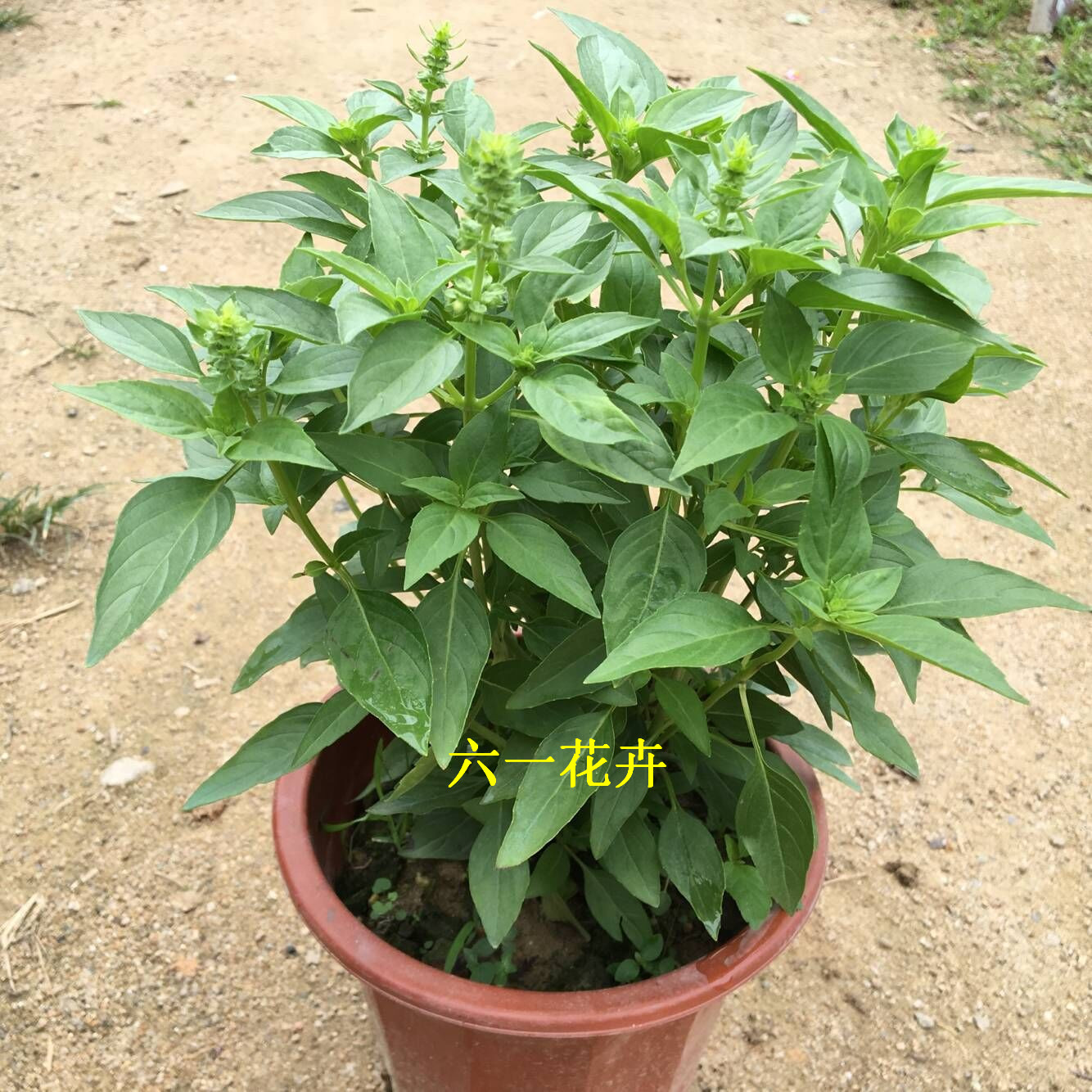 附地菜图片的作用功效,附地菜,地环的图片效与作用_大山谷图库