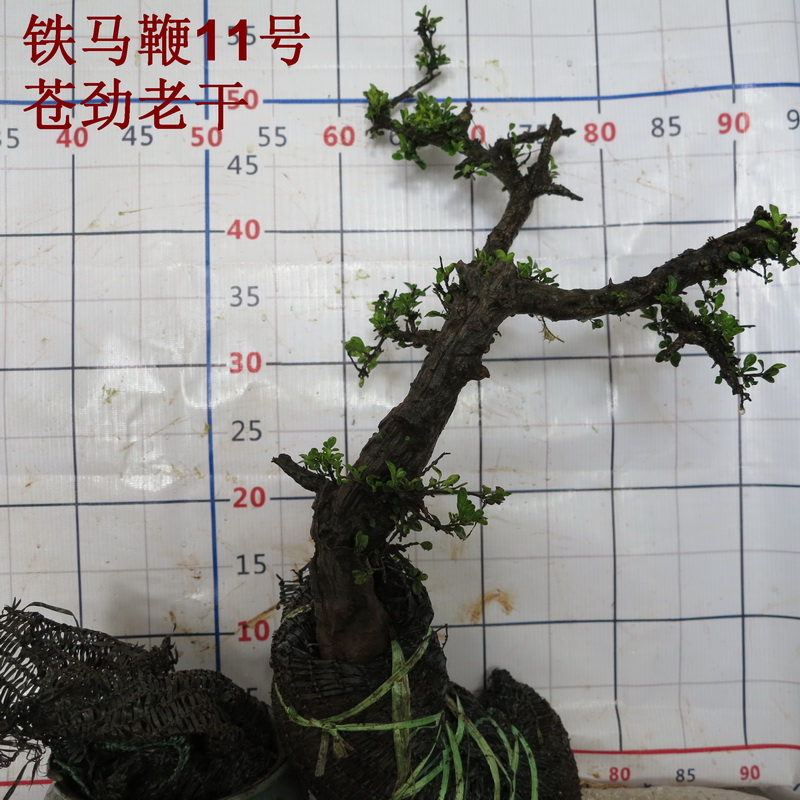 er 铁马鞭下山桩老桩黑刺下山桩铁马鞭树桩盆景生桩老