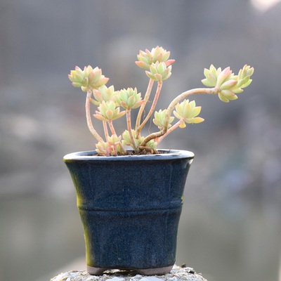 小美女 群生小桩 景天科多肉植物 室内绿植盆栽组合 辉腾园艺多肉