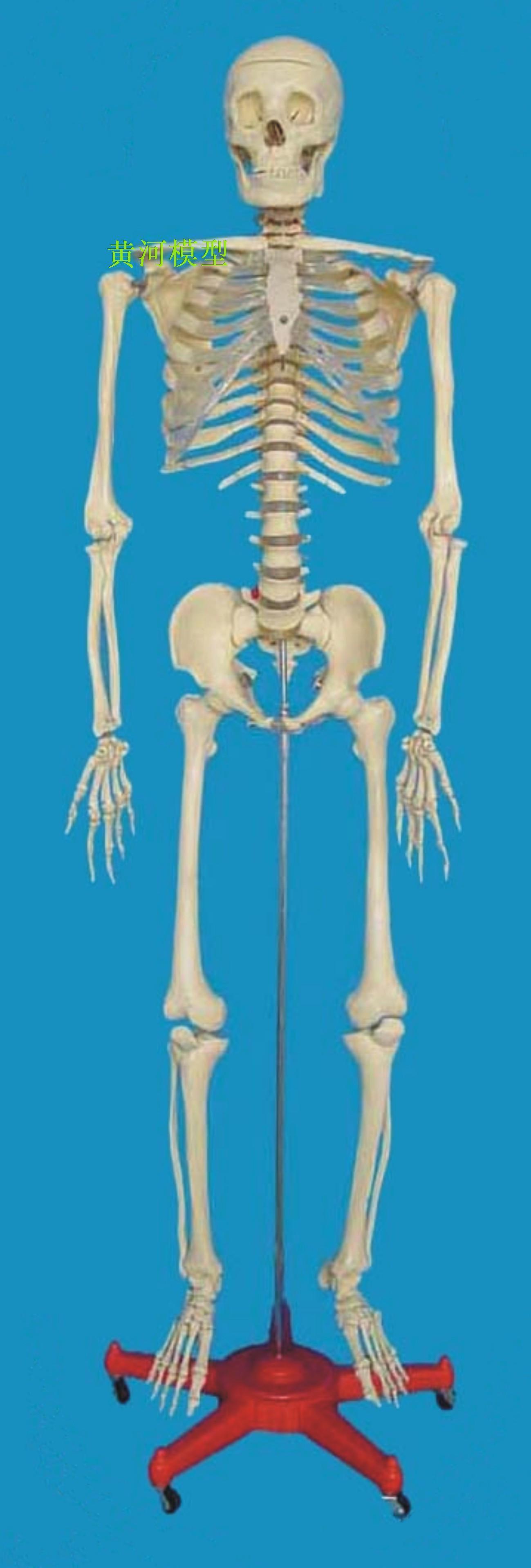 170cm人体骨骼模型,人体解剖模型,人体透明胸骨骨架,人体模型
