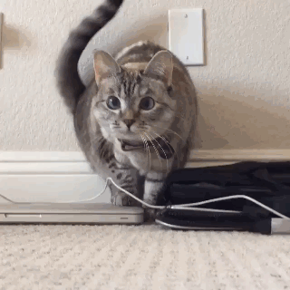 壁纸 动物 猫 猫咪 小猫 桌面 320_320 gif 动态图 动图