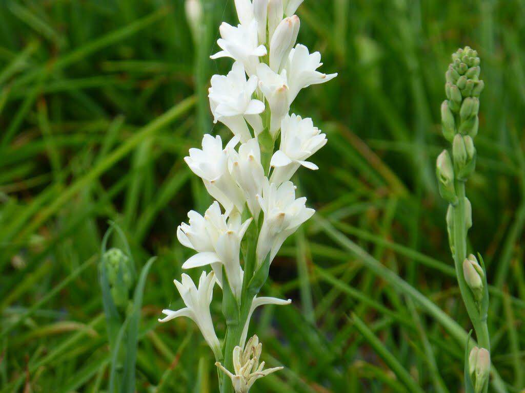 晚香玉&mdash;&mdash;法国科学家通过研究发现,男人一闻到晚香玉的