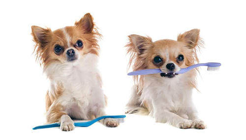 8年养宠物经验教你如何去除狗狗牙结石牙垢?