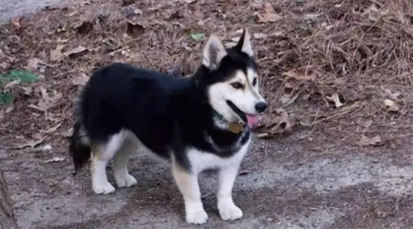 二哈和柯基:就算为了下一代,也该找对另一半!