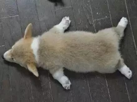 猫咪动物猫桌面鹦鹉小猫兔子440_326猪鼻龟可以和壁纸养在一起吗图片