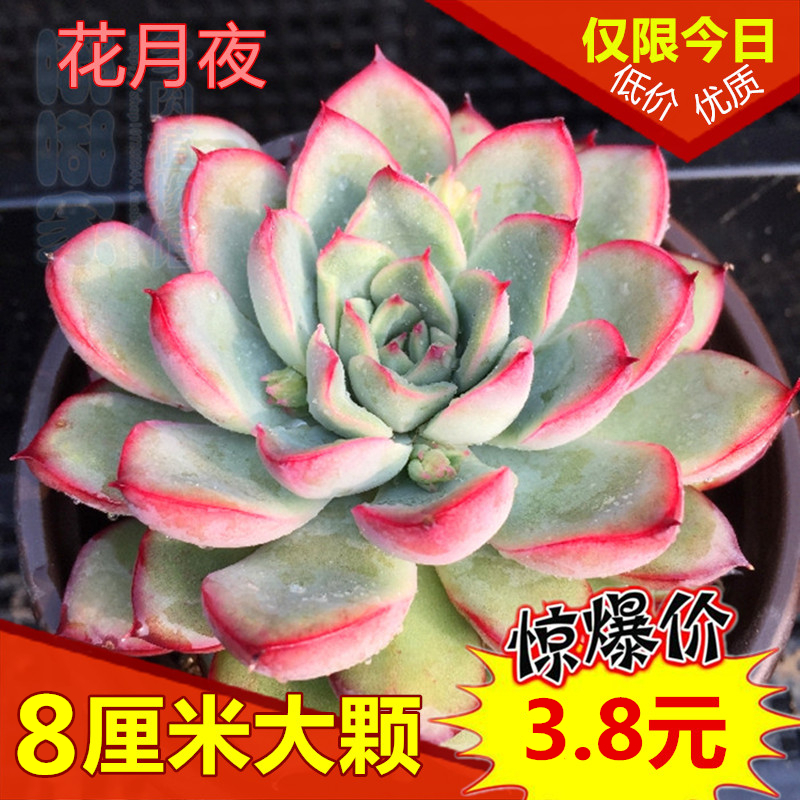热销多肉植物【花月夜】大颗多肉粉色系红色月光女神丘比特多肉