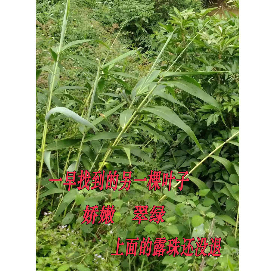 广西粽叶真的太香了!野生大粽子叶让端午更有味道