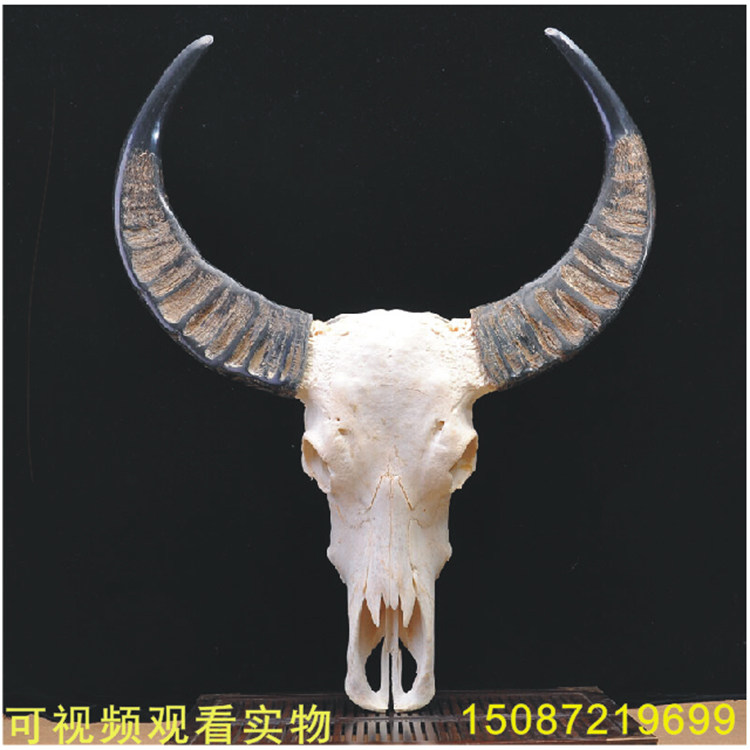 本物】水牛 牛 動物 頭蓋骨 標本 骨 オブジェ インテリア 【公式通販】