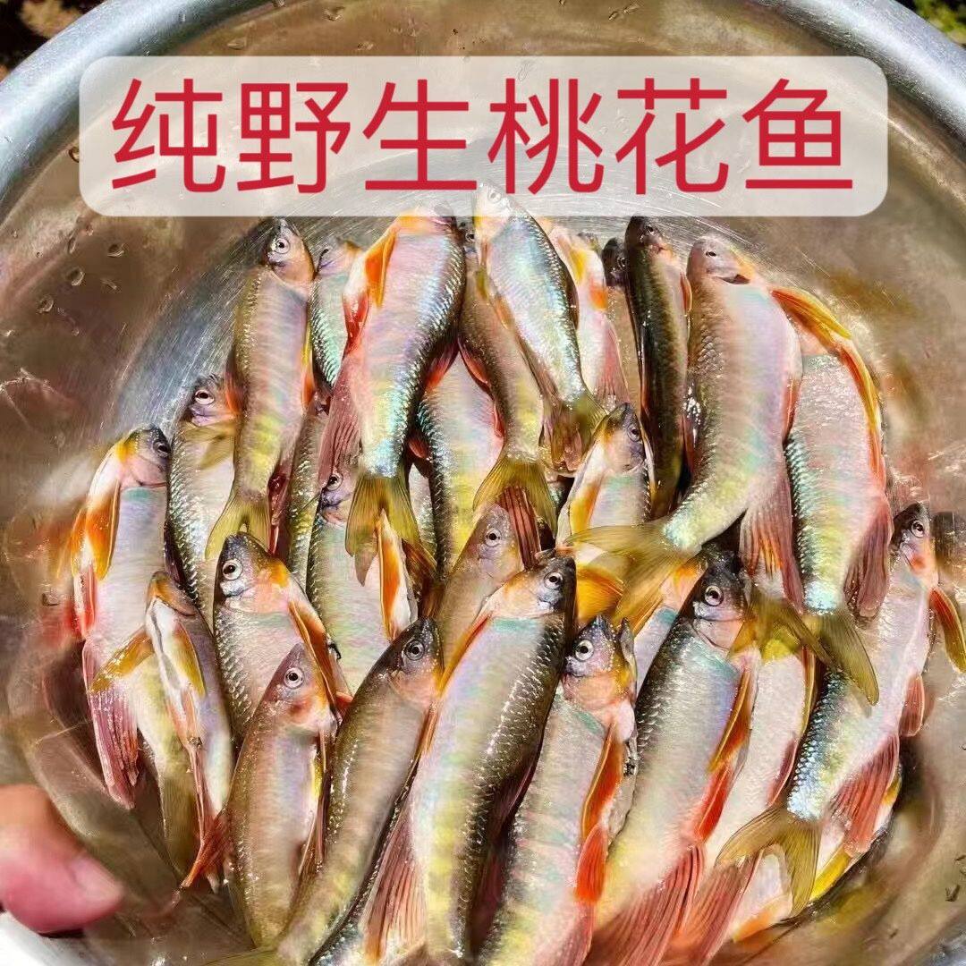 桃花鱼速冻鲜品的秘密