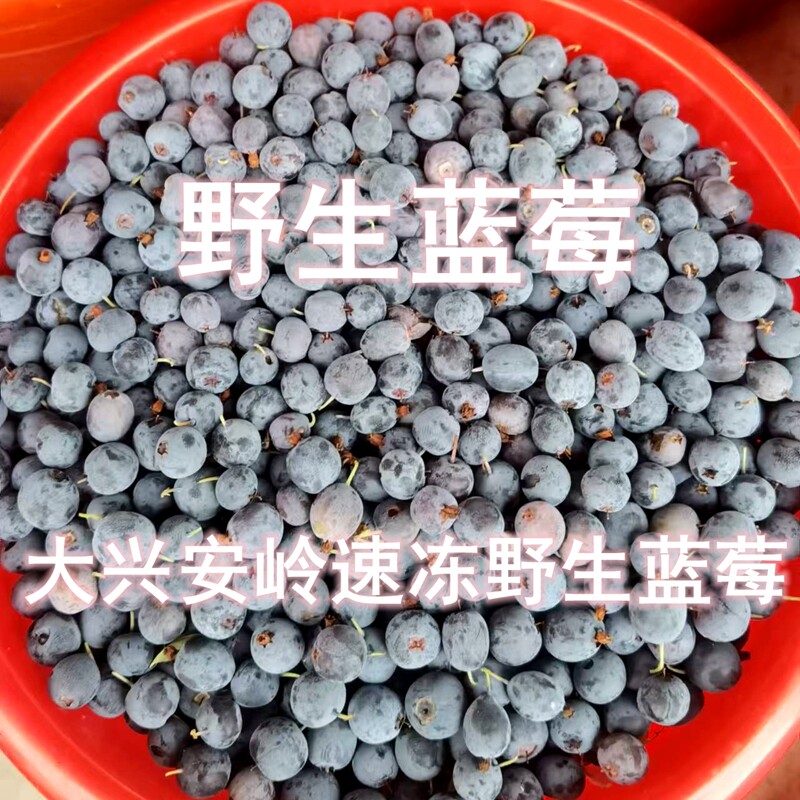 大兴安岭的蓝莓 寂静森林里的紫黑色诱惑