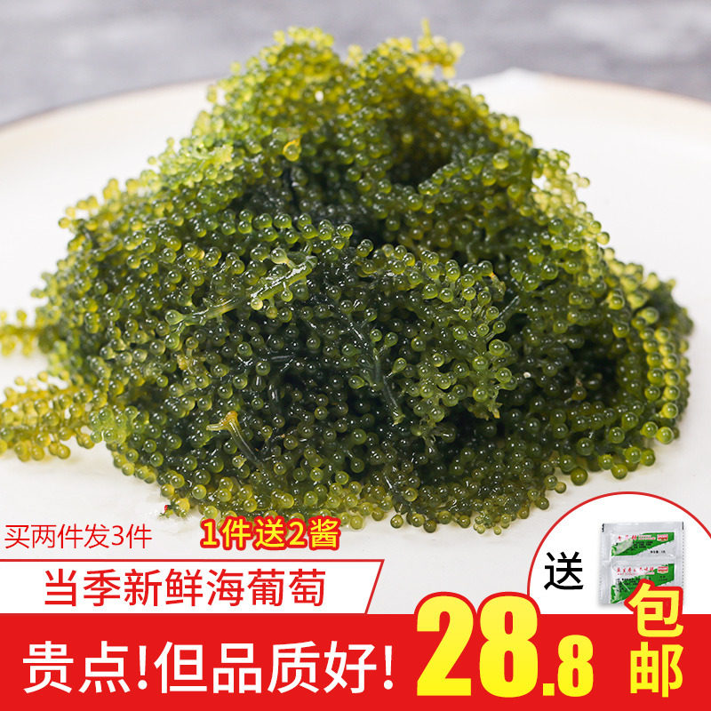 盐渍海葡萄让我一口爱上大海的味道!